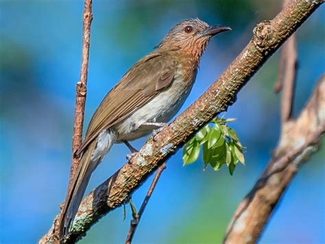 bulbulin meaning in tagalog|Philippine bulbul .